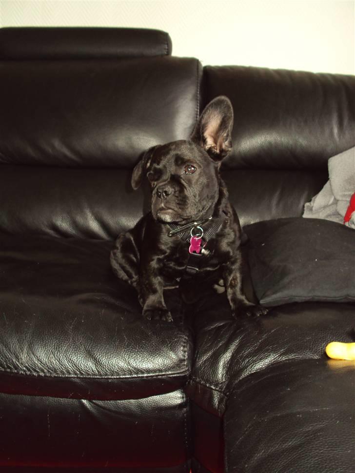 Blanding af racer FB/ Lhaso Apso ^ Diva • billede 12