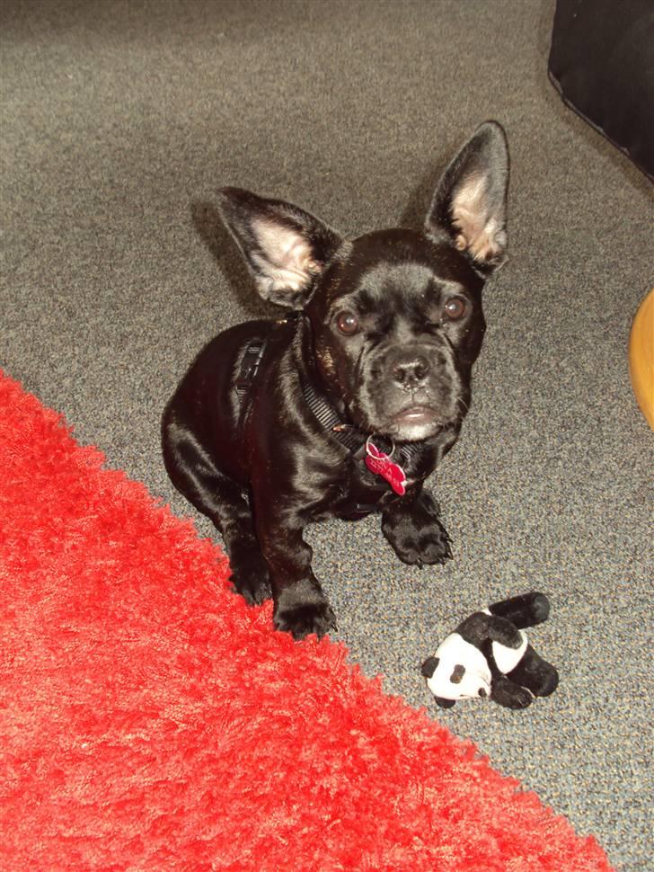 Blanding af racer FB/ Lhaso Apso ^ Diva • billede 13