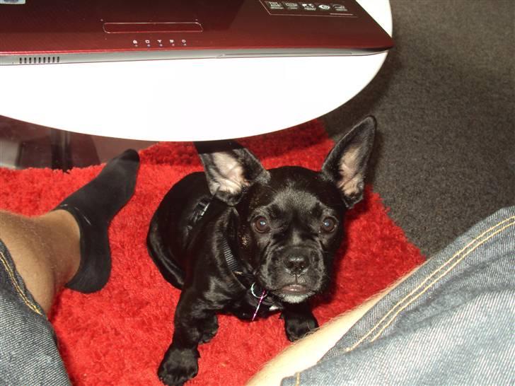 Blanding af racer FB/ Lhaso Apso ^ Diva • billede 14