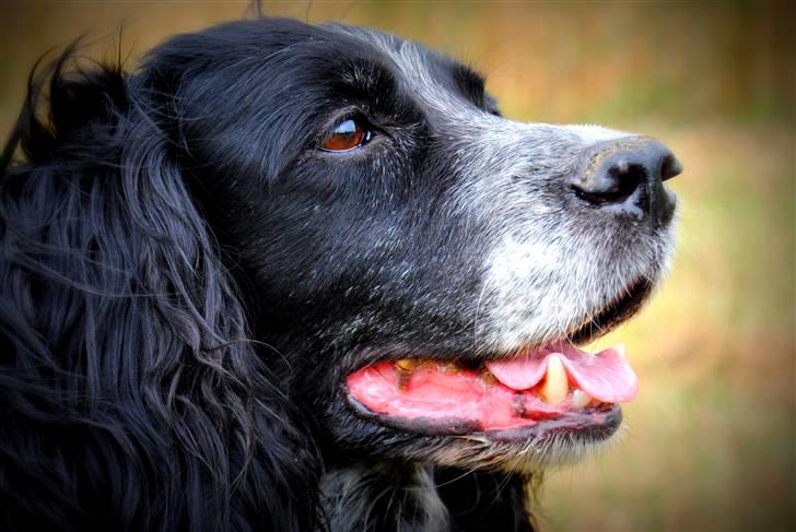 Field Trial Cockerspaniel Tilde billede 1