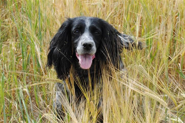 Field Trial Cockerspaniel Tilde billede 2