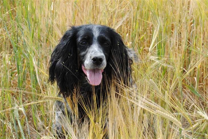 Field Trial Cockerspaniel Tilde billede 3