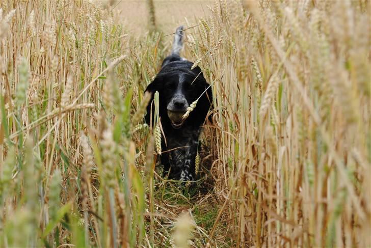 Field Trial Cockerspaniel Tilde billede 4