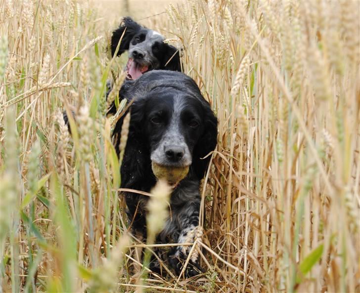 Field Trial Cockerspaniel Tilde billede 5