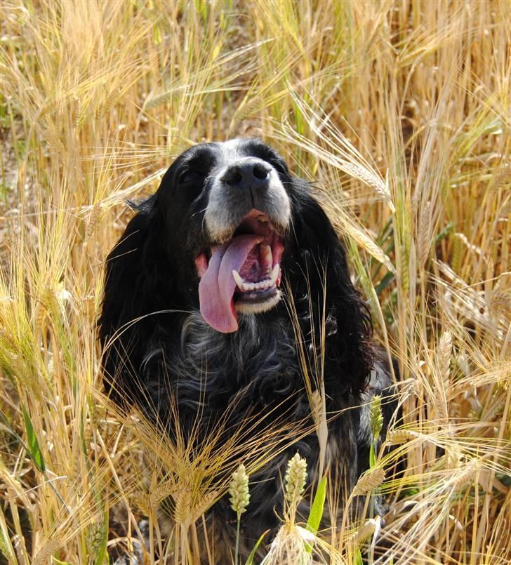 Field Trial Cockerspaniel Tilde billede 6