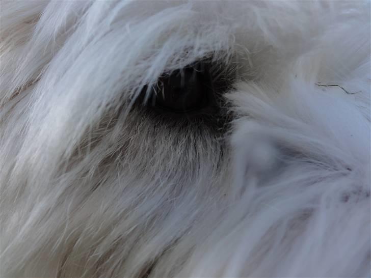 West highland white terrier Sascha - Hendes øje :D billede 14