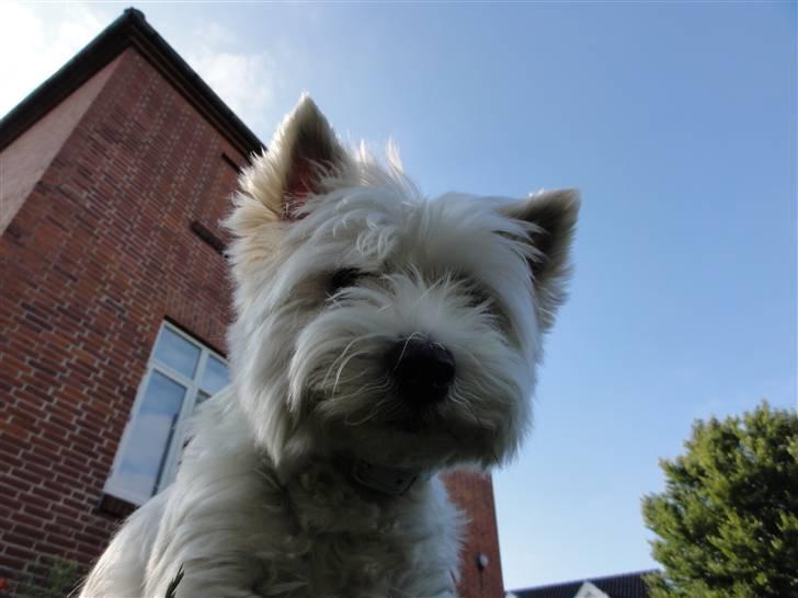 West highland white terrier Sascha - Hun ser ned på mig :D Hehe XD billede 15
