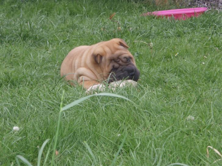 Shar pei Hulliga-Hulda - Endelig noget man gerne må bide i... billede 6