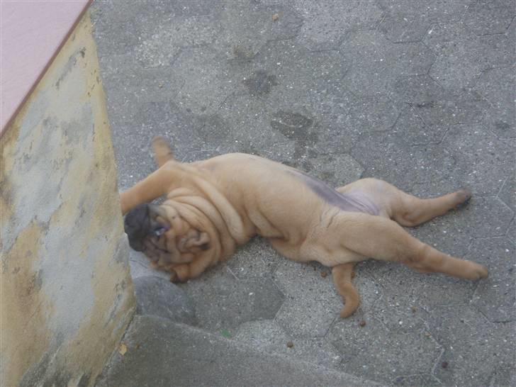 Shar pei Hulliga-Hulda billede 7