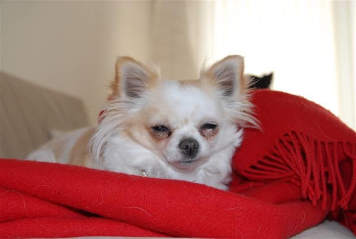 Chihuahua Daisy - December 2010 billede 10