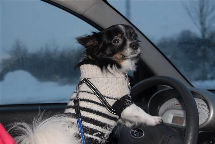 Chihuahua Harley - Så kører vi! December 2010 billede 3