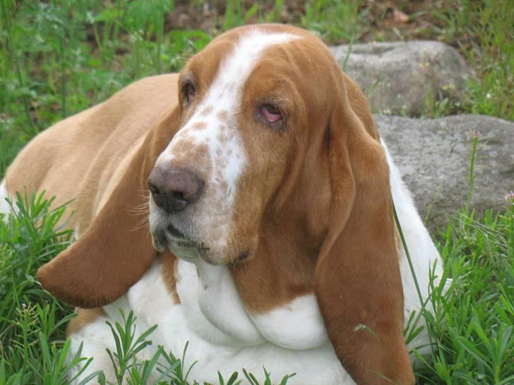 Basset hound Tosca billede 1