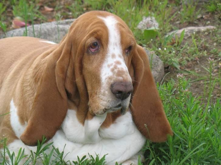 Basset hound Tosca billede 2