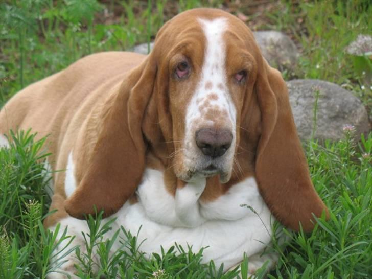 Basset hound Tosca billede 3