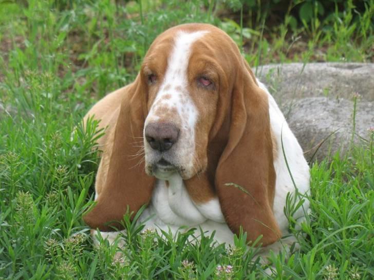 Basset hound Tosca billede 4