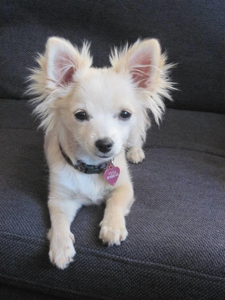 Blanding af racer Vega - Vega 5 mdr billede 11