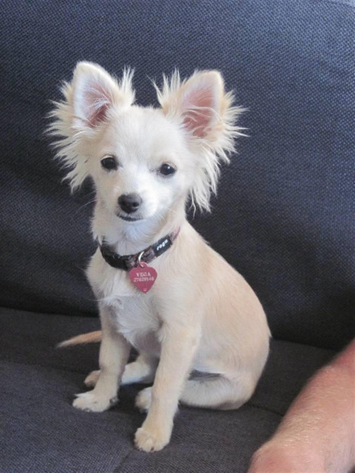 Blanding af racer Vega - Vega 5 mdr billede 12