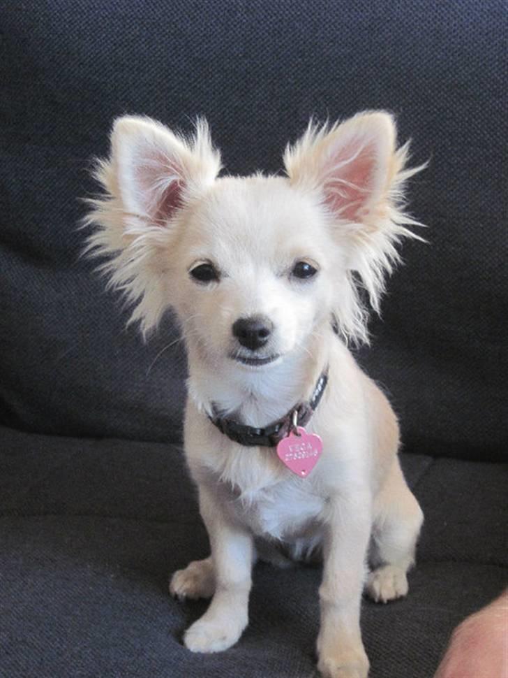 Blanding af racer Vega - Vega 5 mdr billede 13