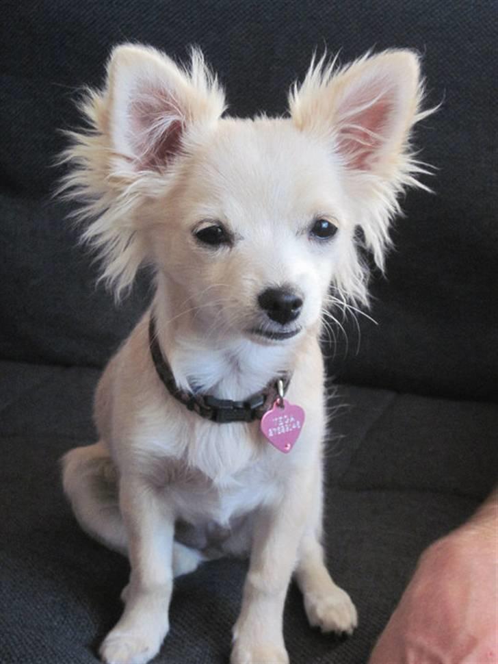 Blanding af racer Vega - Vega 5 mdr billede 14