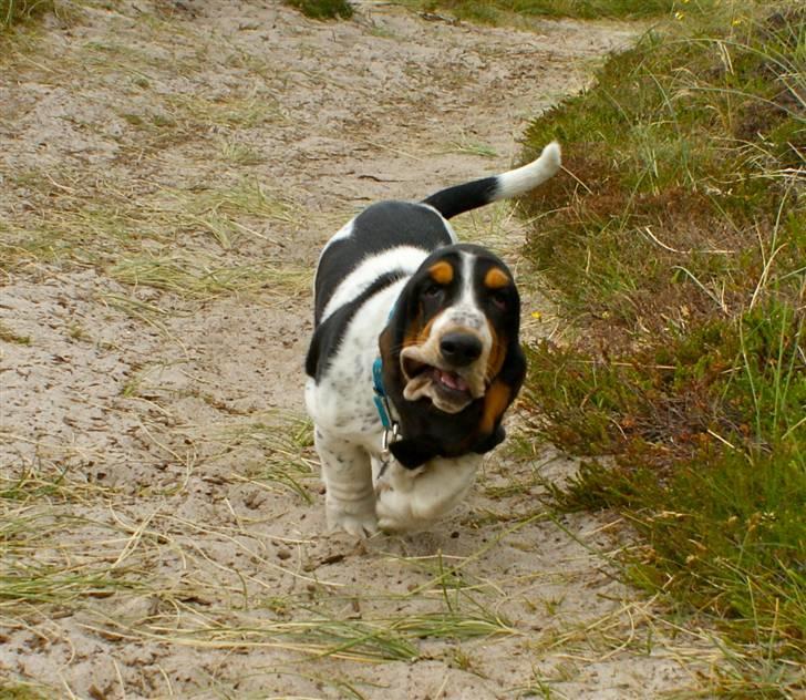 Basset hound Bjasto's Alive (LULU) billede 14