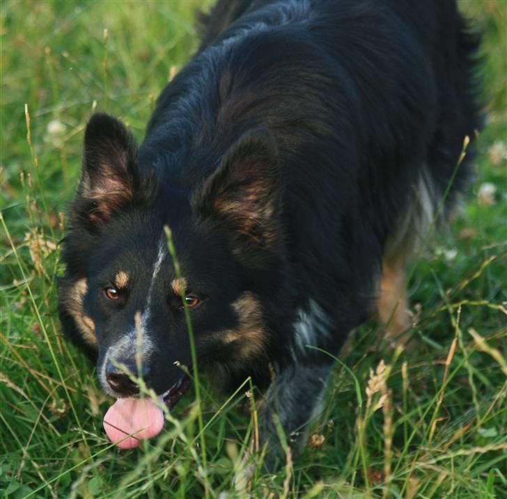 Border collie kep Guldenland billede 9