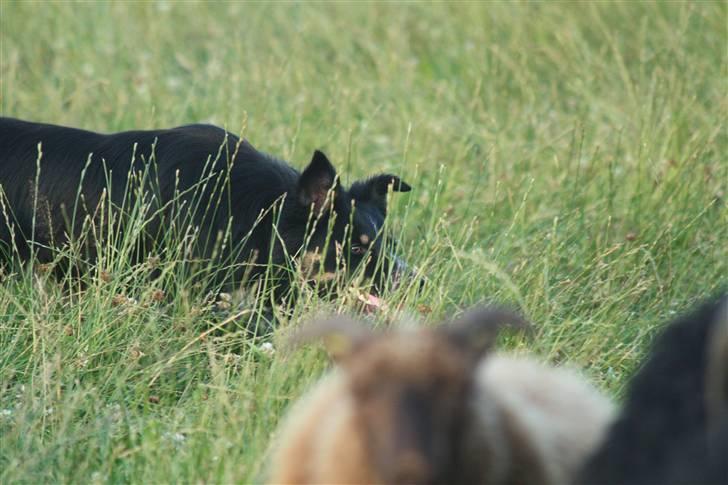 Border collie kep Guldenland billede 10