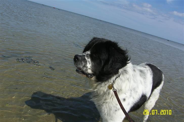 Blanding af racer Easy (Bassen!) - Han har fået øje på en anden hun i vandet.. :) billede 12