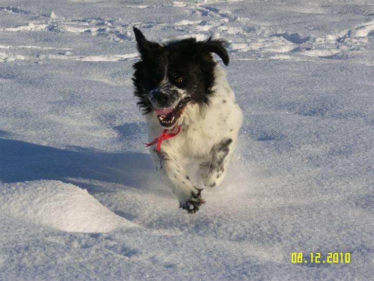 Blanding af racer Easy (Bassen!) - Fuld fart fremad!! :D billede 13