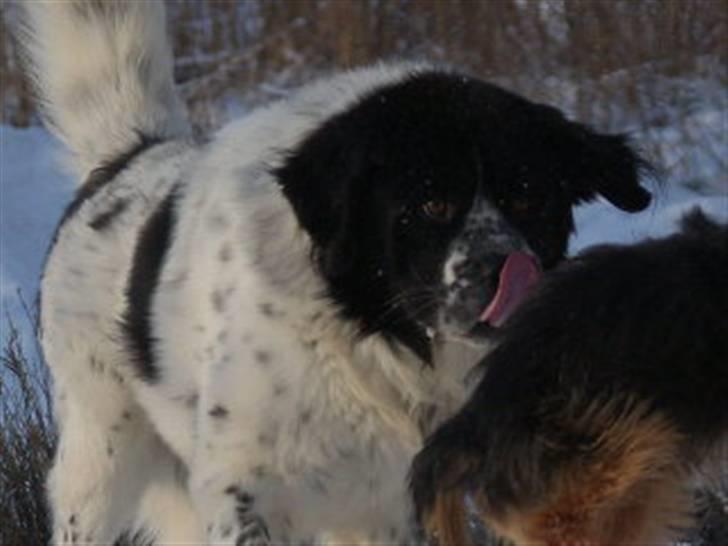 Blanding af racer Easy (Bassen!) - *NYT* Leger :D billede 15