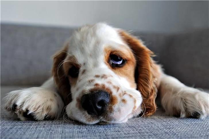 Blanding af racer Holger billede 9