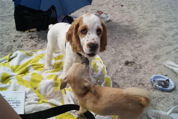 Blanding af racer Holger billede 10