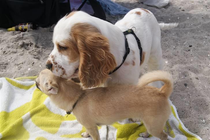 Blanding af racer Holger billede 11