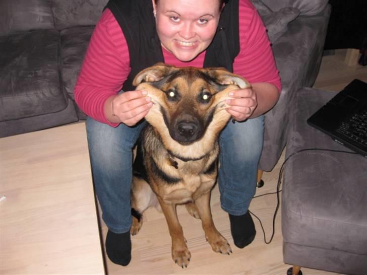 Blanding af racer Balou billede 1