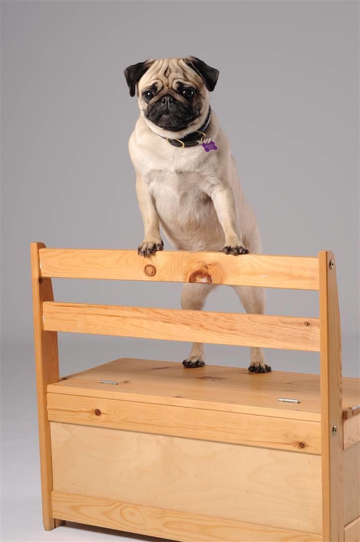 Mops Pepsi billede 5