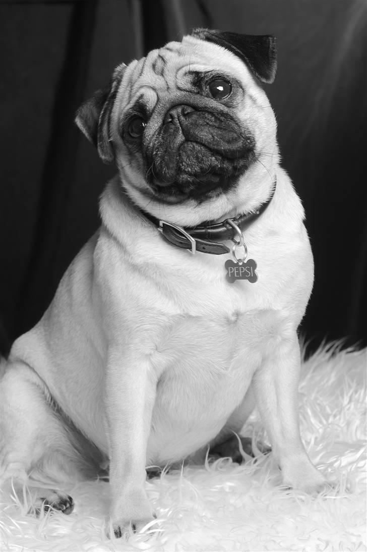 Mops Pepsi billede 6