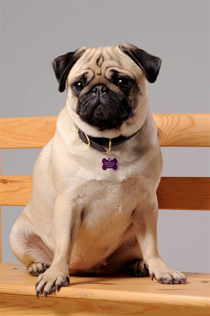 Mops Pepsi billede 7