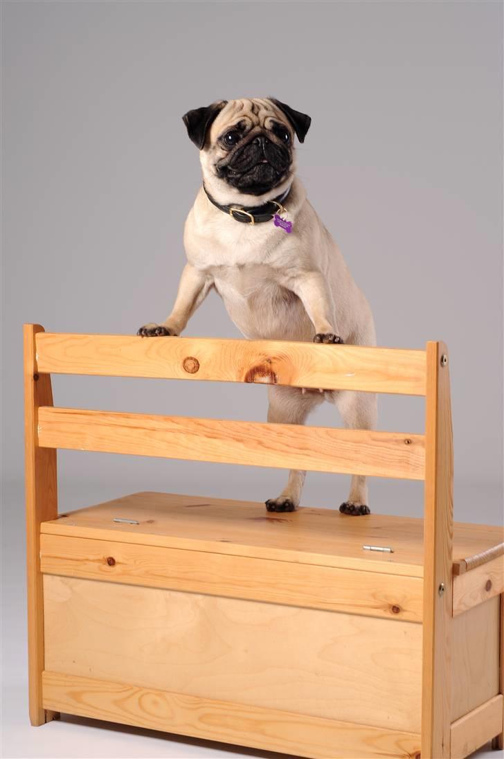 Mops Pepsi billede 8