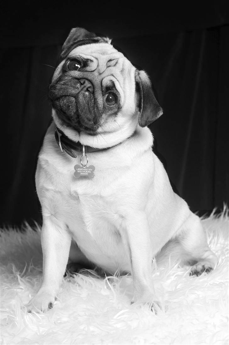 Mops Pepsi billede 9