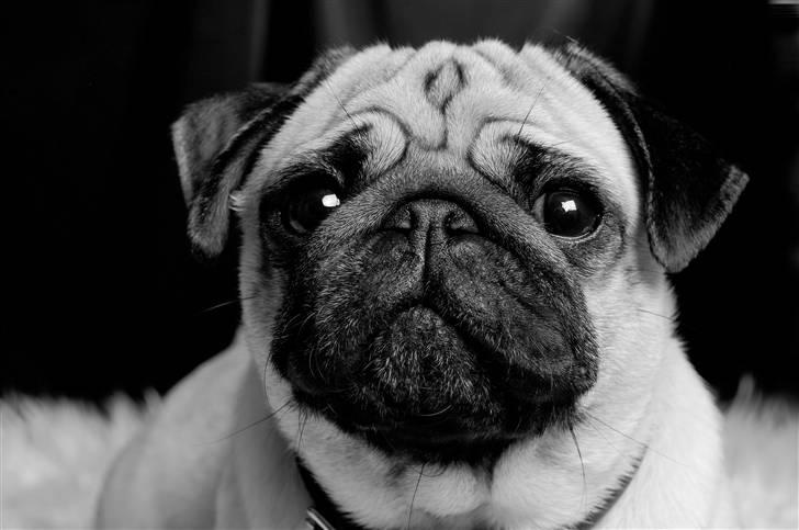 Mops Pepsi billede 10