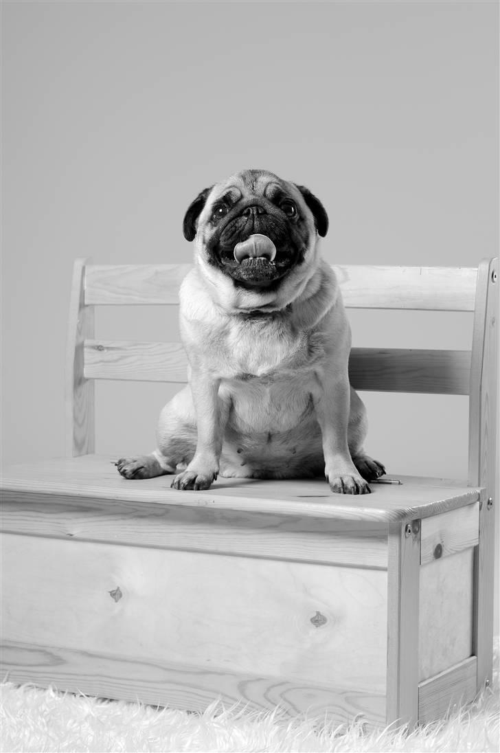 Mops Foxy    R.I.P billede 17