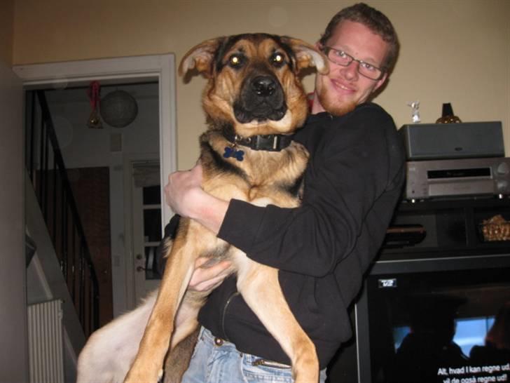 Blanding af racer Balou billede 2