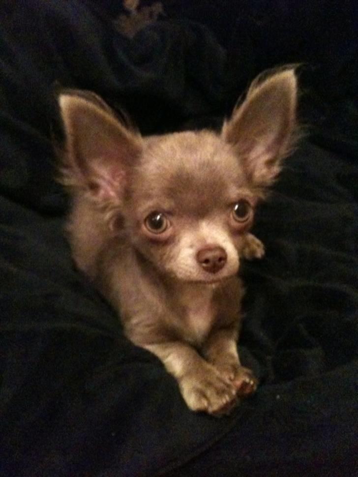 Chihuahua Kaloo billede 1