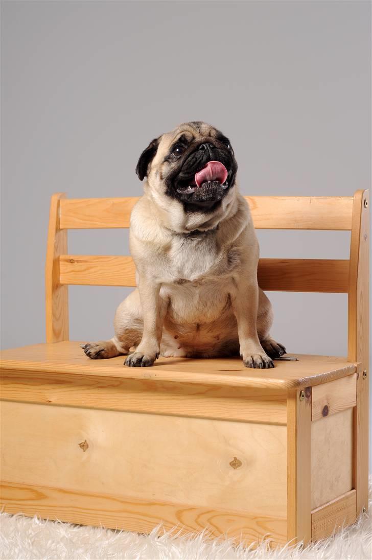 Mops Foxy    R.I.P billede 18