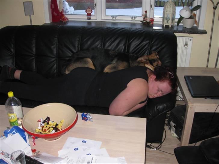 Blanding af racer Balou billede 3