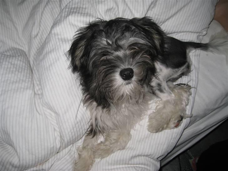 Løwchen Mia - Jeg er et rigtig dynedyr billede 1