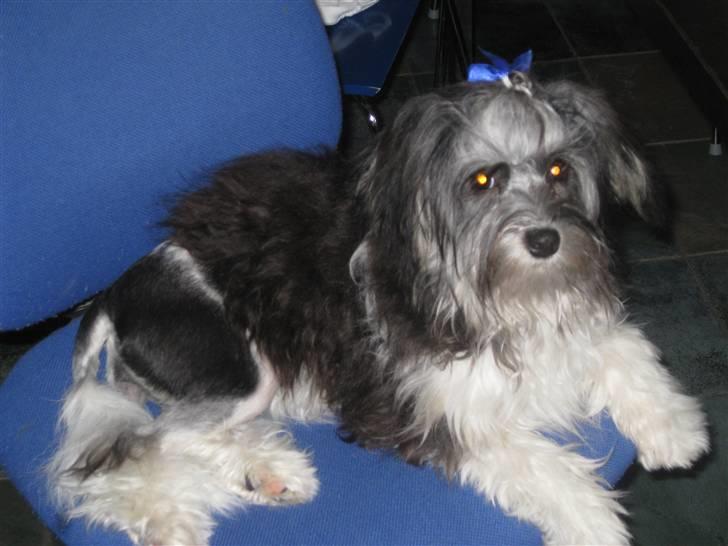 Løwchen Mia billede 2