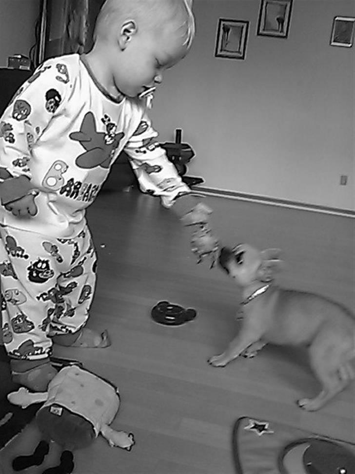 Chihuahua Aimee's Diesel-solgt feb 12 - d. 14 . august :) leg .. billede 3