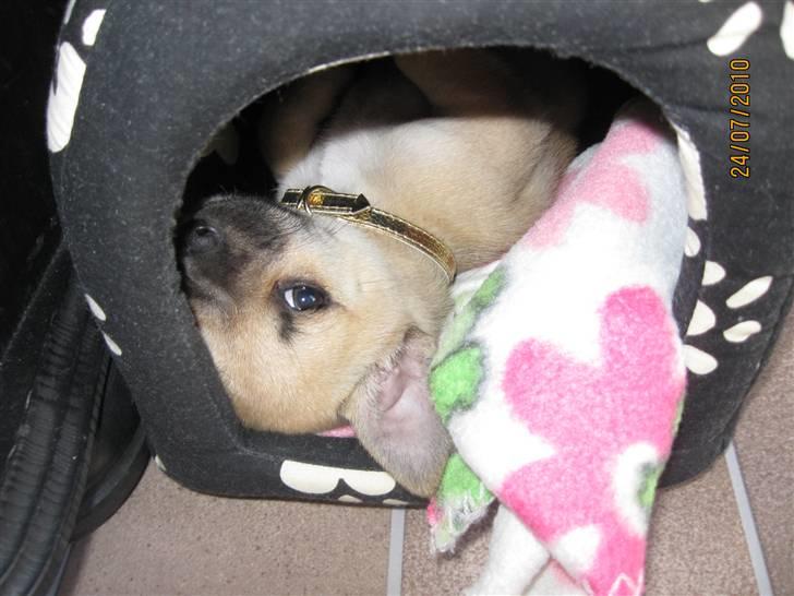 Chihuahua Aimee's Diesel-solgt feb 12 - vender på hovedet i sin hule :) billede 4