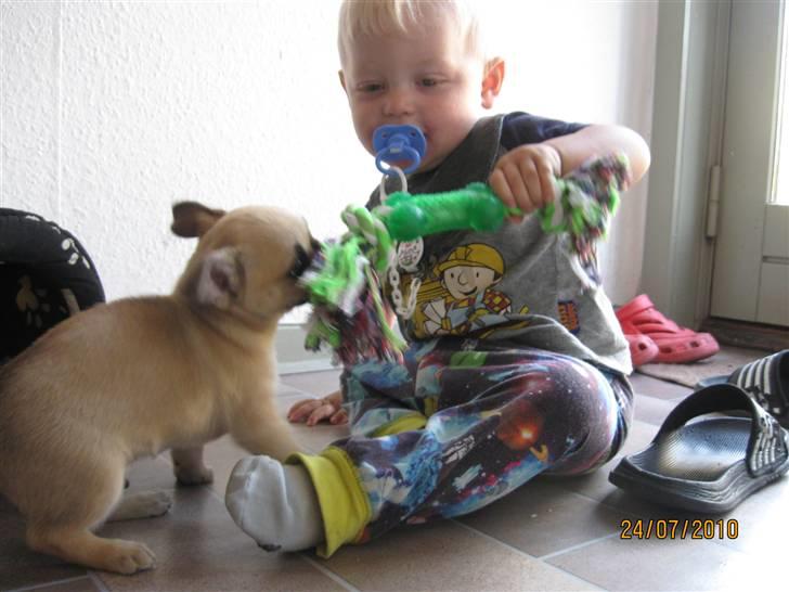 Chihuahua Aimee's Diesel-solgt feb 12 - Leg med Magnus <3 billede 5