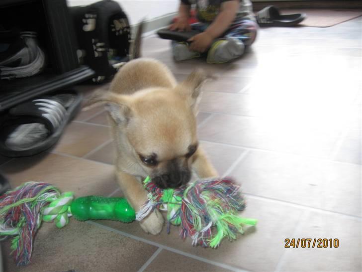 Chihuahua Aimee's Diesel-solgt feb 12 - Leg billede 6